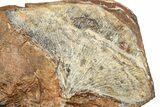 Ginkgo Leaf From North Dakota - Paleocene #253831-1